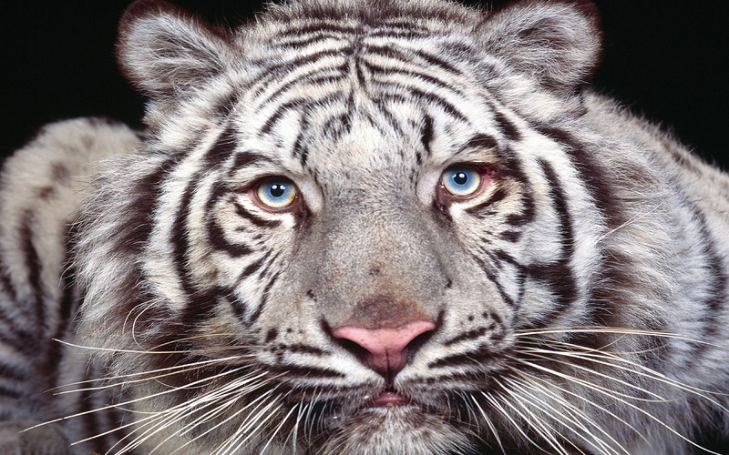 direct, d, baby, tigers, hd, naruto, 4K, white, borders, mobile, symbol, photos, ipad, iphone, desktop