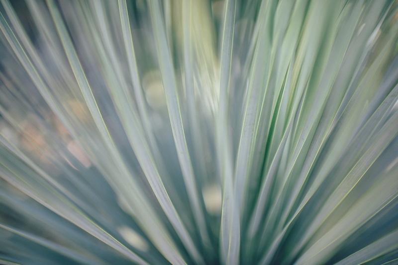 botany, palm leaf, nature, green color, no people, freshness, beach, blurred, abstract, plant, 5K, full frame, day, plant part, image, leaf, charleston