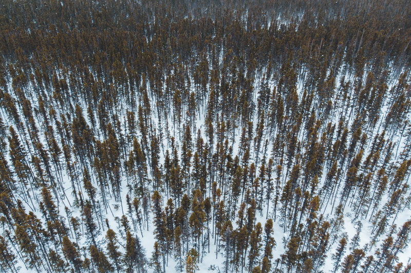 tranquility, covered, outdoors, division no. 10, water, plant, grass, no people, tranquil scene, treed, nature, forest, covering, snow, low angle view