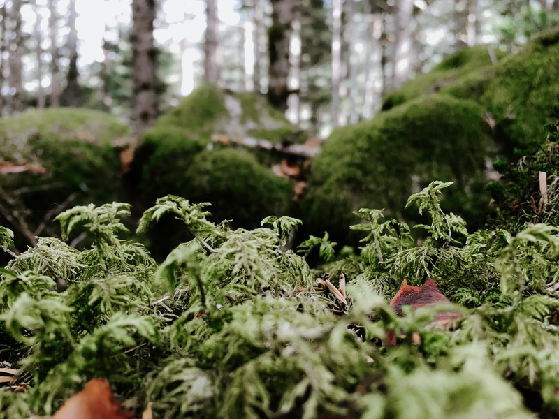 4K, outdoors, food and drink, pine, fern, tree, green, arboles, freshness, treed, musgo, green color, land, ferns, beauty in nature, bosque, tranquility