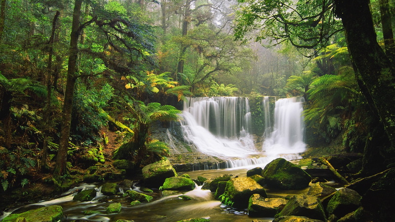 flowing water, plants, environment, outdoors, rock, flowing, leafed, green, power in nature, nature, non-urban scene, water, plant, growth, motion, forest