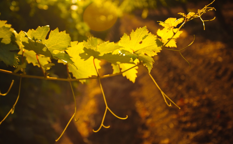 Sunlight, sanfrancisco, Coast, Road, 4K, West, wineries, Vine, California, Vineyard, Napa, Seasons, Summer, Trip