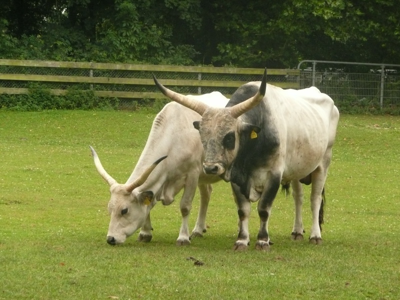 2K, two animals, domestic, herbivorous, no people, land, animal themes, freiburg, day, hungarian grey cattle, vertebrate, grass, livestock, cattle, domestic animals