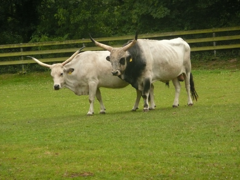 herbivorous, freiburg, nature, livestock, tree, domestic, pasture, land, plant, vertebrate, cattle, domestic animals, farm, meadow, animal themes, hungarian grey cattle