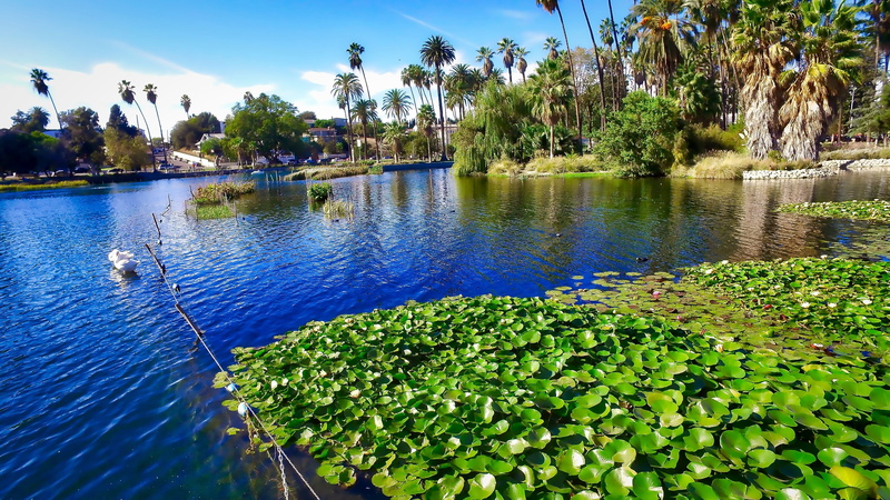 plant, travel Locations, green Color, tree, tropical climate, tranquil scene, holidays, no People, floating on water, built structure, park, landscape
