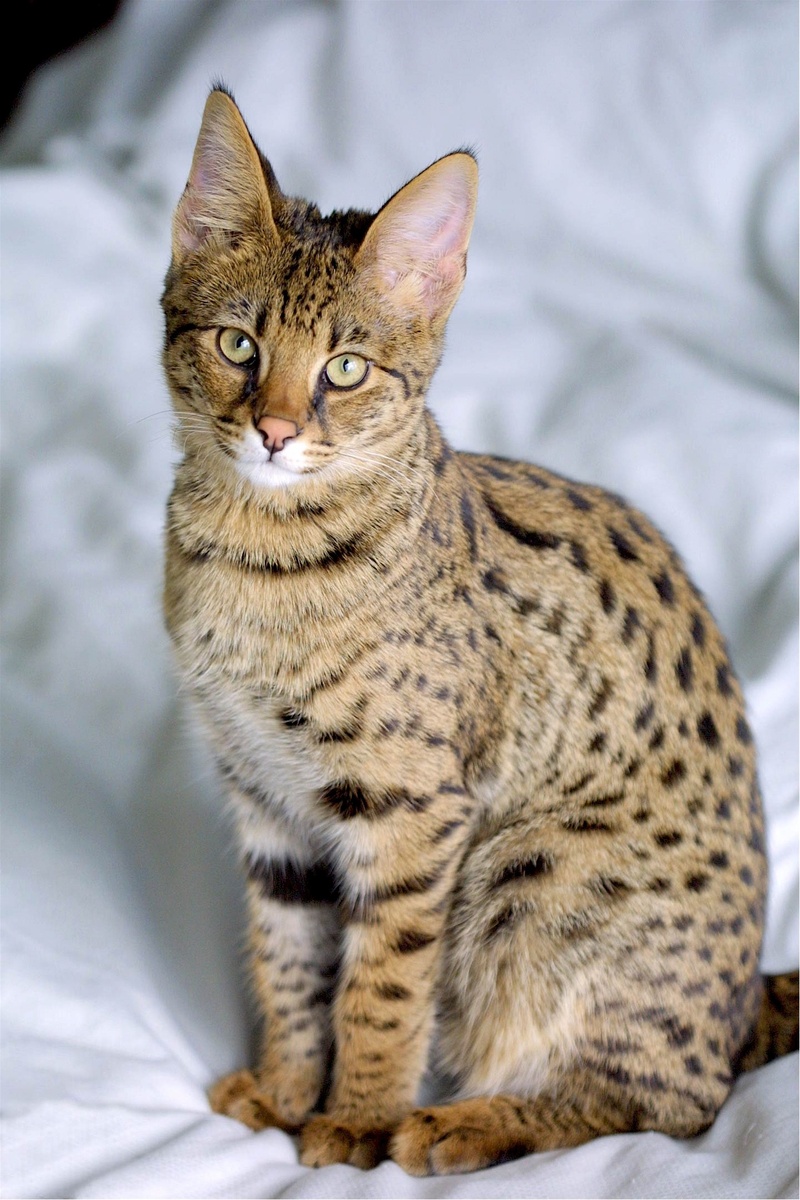 cute, one animal, portrait, no people, kitten, exotic looking, small dog size, animal, looking, sitting, adorable, textile, serval, pets, domestic Cat