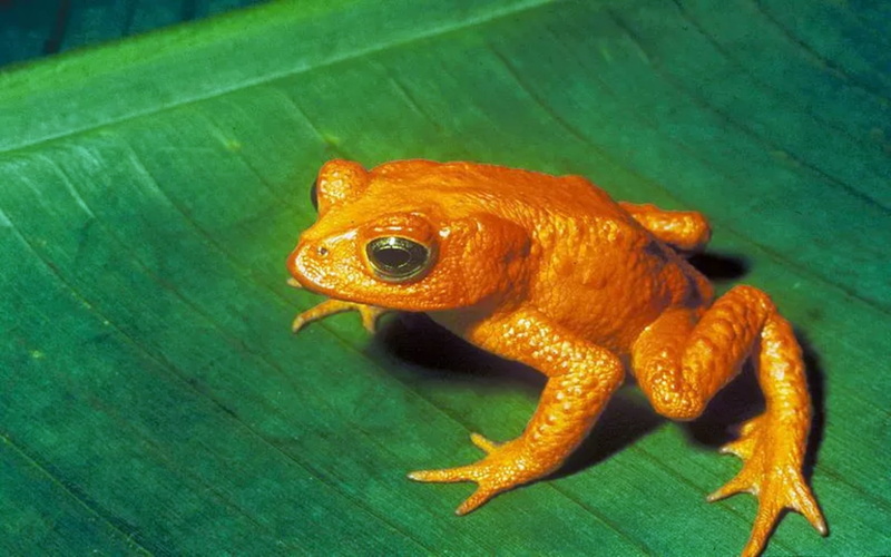 gecko, nature, plant part, mouth open, animal themes, 1989, orange color, outdoors, animals in the wild, leaf, animal, lizard, 1080P, animal wildlife