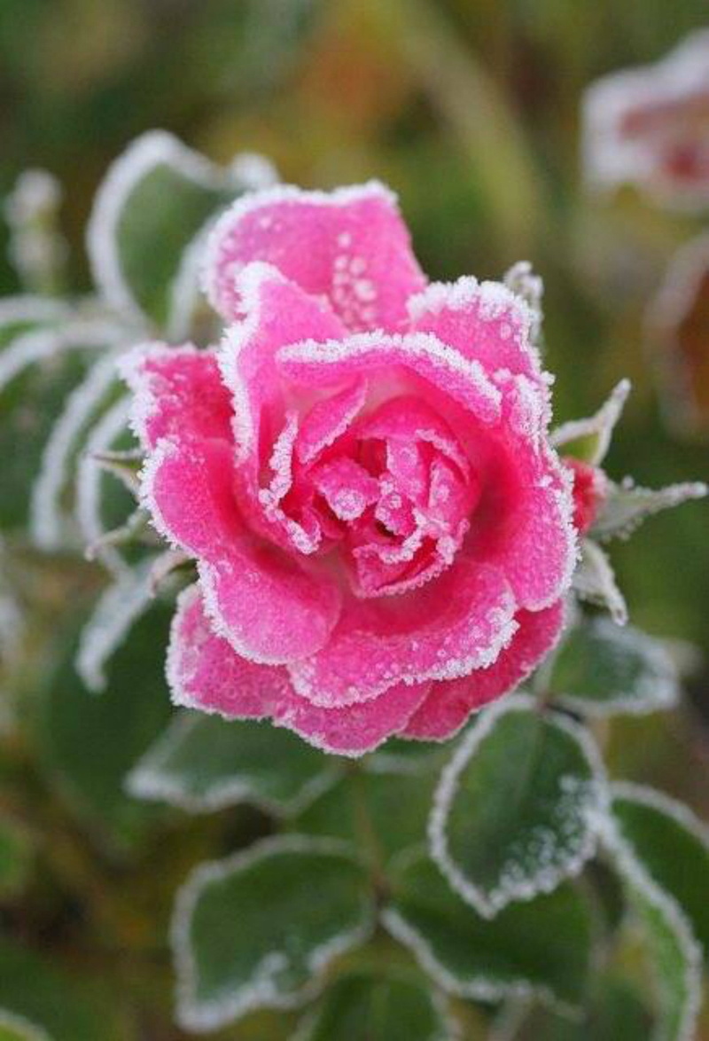 rose - flower, freshness, frozen, beauty in nature, pink color, recently, flowering plant, outdoors, dew, nature, leaf, plant part, no people, fragility