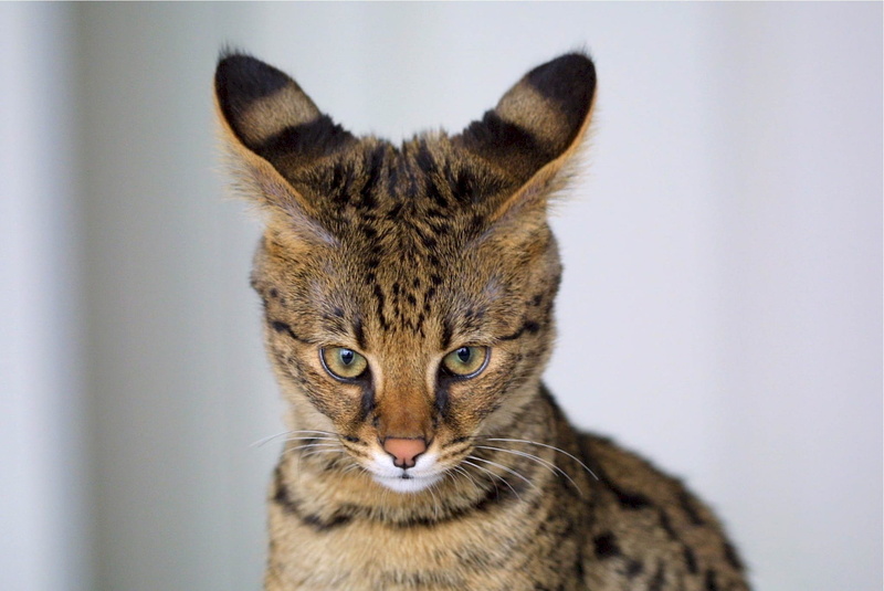 spotted coat, looking at camera, cat, animal eye, portrait, domestic, no people, mammal, tabby, one animal, vertebrate, tall, domestic cat, brown tabby