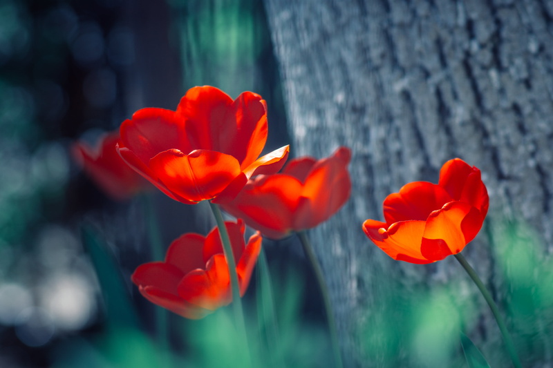green Color, red, Elmarit, flowers, Tulips, close-up photography, outdoors, nature, tulip, Leica, four, photography, springtime, manual, summer, flower