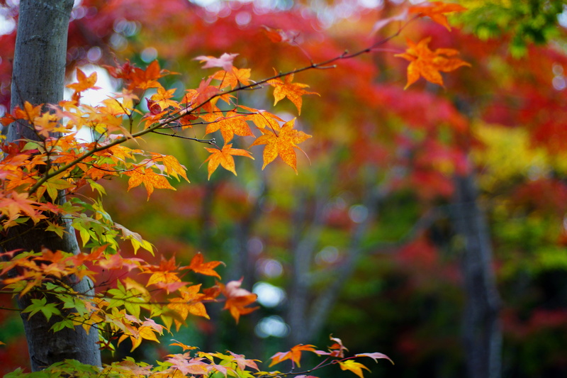 forest, multi Colored, branch, yellow, red, 5K, autumn, F1.7, M42, maple Tree, Color, photography, outdoors, nature, october, leaf, DS, YASHINON, selective focus