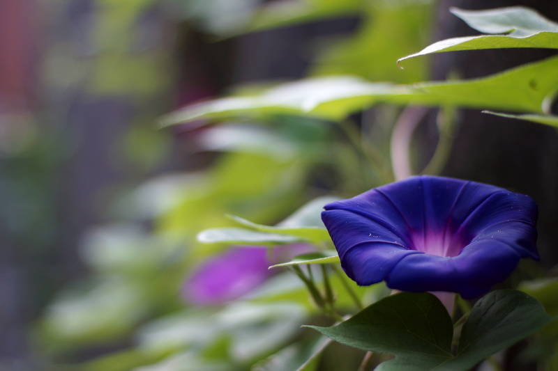 DS, F1.7, plant, photo, M42, Morning glory, purple flower, YASHINON, 5K, nature, purple, flower