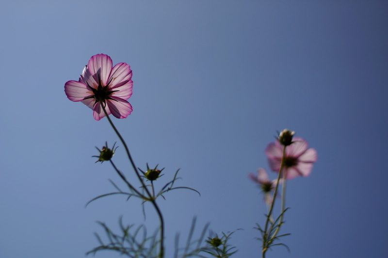 pink, cosmos Flower, F1.7, plant, luminous, photography, summer, YASHINON, pink Color, purple, Cosmos, flower, petaled, low angle, angle, M42, nature, 5K