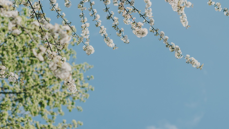 flowering plant, springtime, flower, nature, white, photography, bluesky, 5K, day, freshness, pollination, fragility, flowers, flower head, blue sky, cherry tree