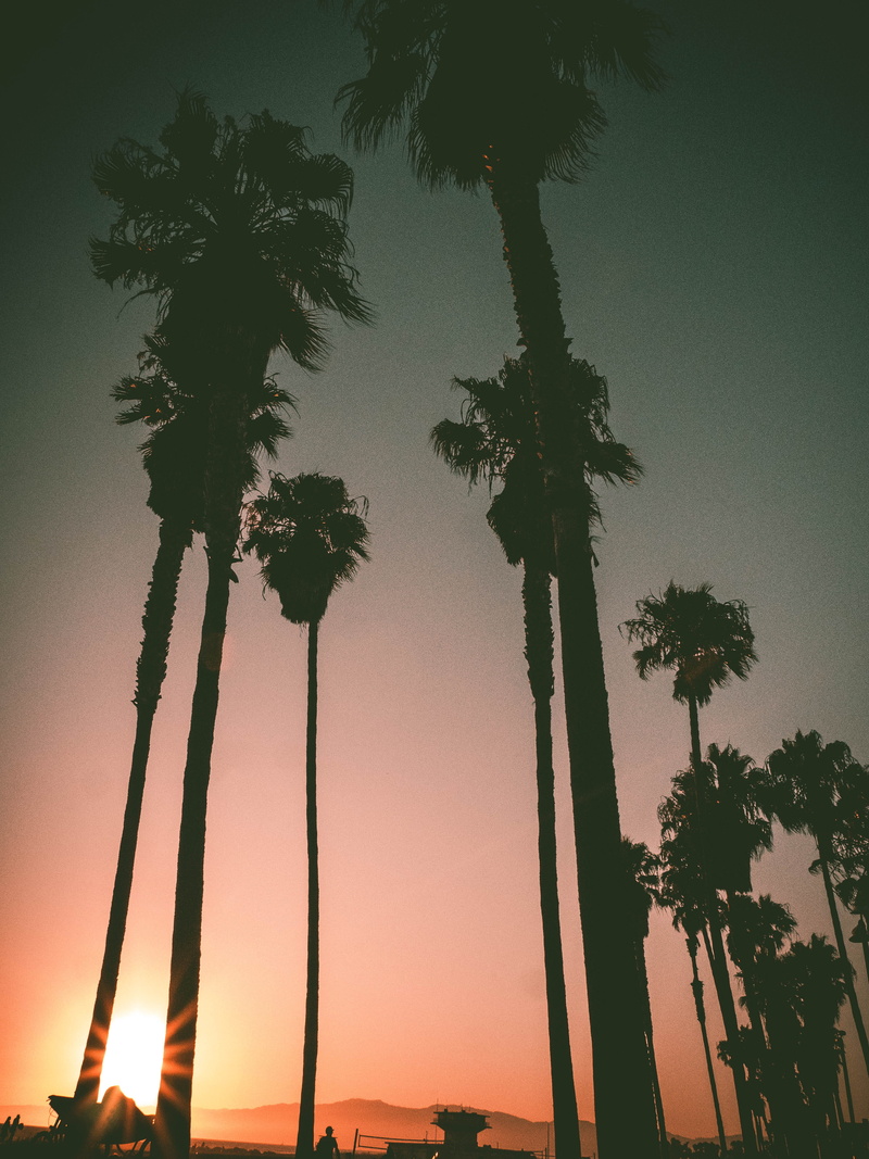 tall - high, Panasonic, Lumix, growth, palm leaf, Ocean, tranquil scene, nature, California, palm tree, Palm, clear sky, 4K, outdoors, no people, silhouette