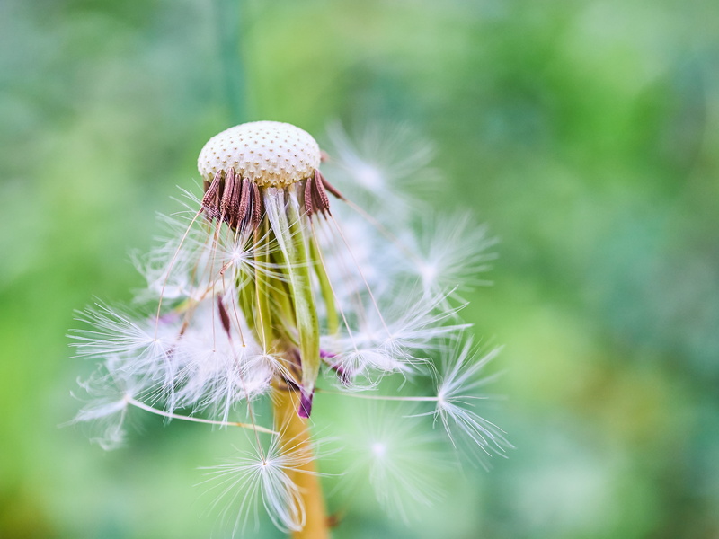 united states, softness, vulnerability, day, close-up, morgantown, 4K, sharp, outdoors, beauty in nature, gh4, selective focus, simple, white, red, white color