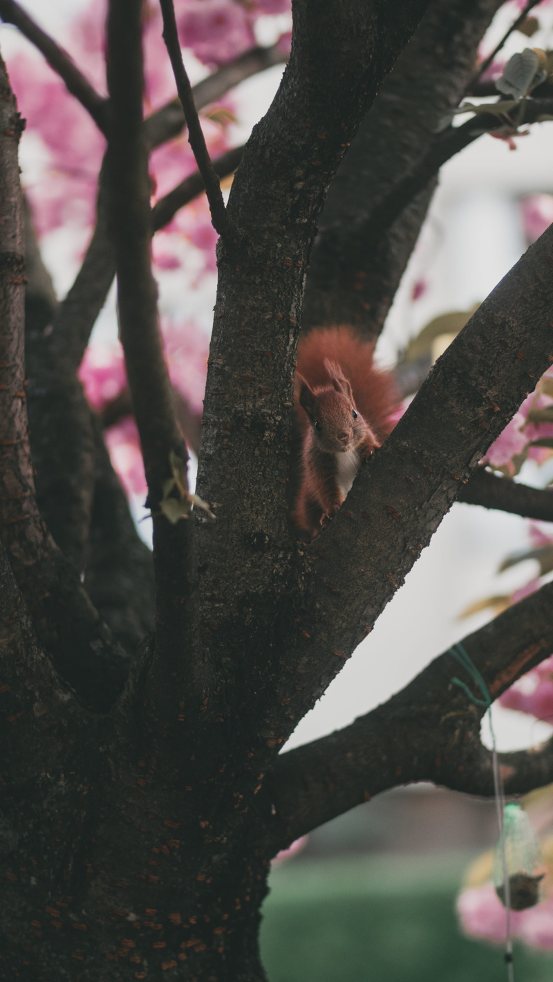 tree, gh5, one animal, no people, trunk, trees, forest, mammal, selective focus, gh4, animal, tree trunk, blooming, branch, animals, cuteanimals, animals in the wild