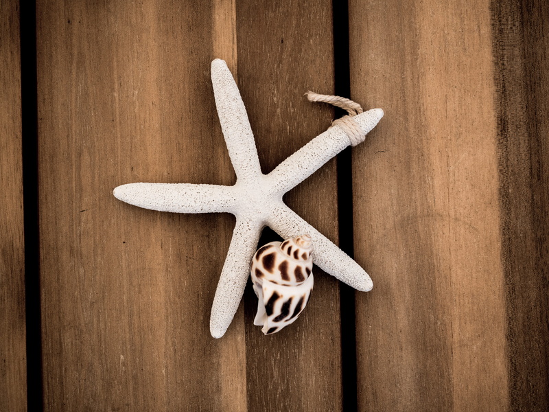 shape, shell, old, animal wildlife, 4K, nature, beach, close-up, no people, star shape, wood, directly above, table, design, bribie island, textured, still life