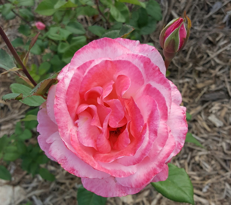 vulnerability, freshness, nature, rose, flower, growth, 1080P, focus on foreground, flower head, flowering plant, united states, high angle view, san antonio