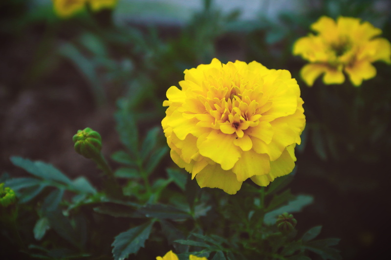 amarilla, naturaleza, marigold, flower head, no people, plant part, petal, mexico, primavera, vulnerability, day, flor, growth, flowering plant, yellow