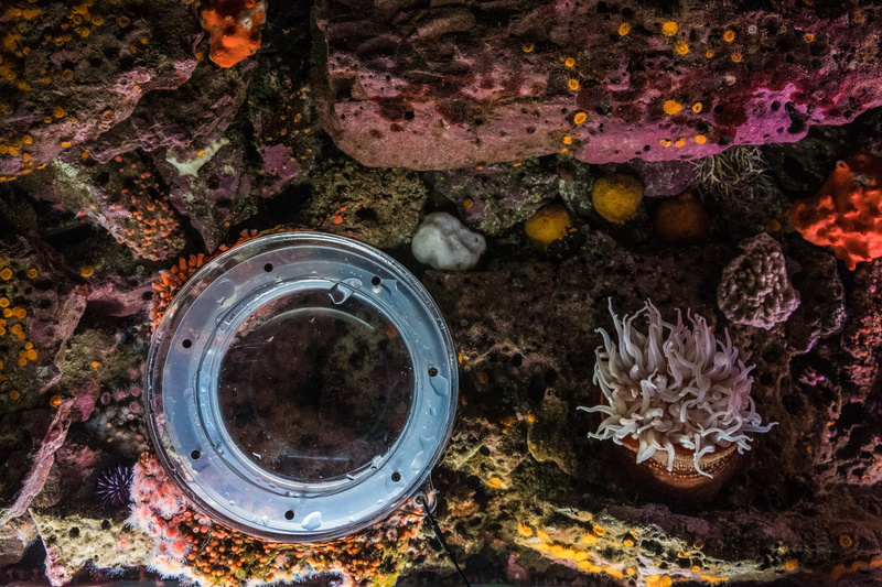invertebrate, no people, marine, animals, sea life, geometric shape, animal wildlife, animals in the wild, animal themes, animal, ca, rock - object, monterrey