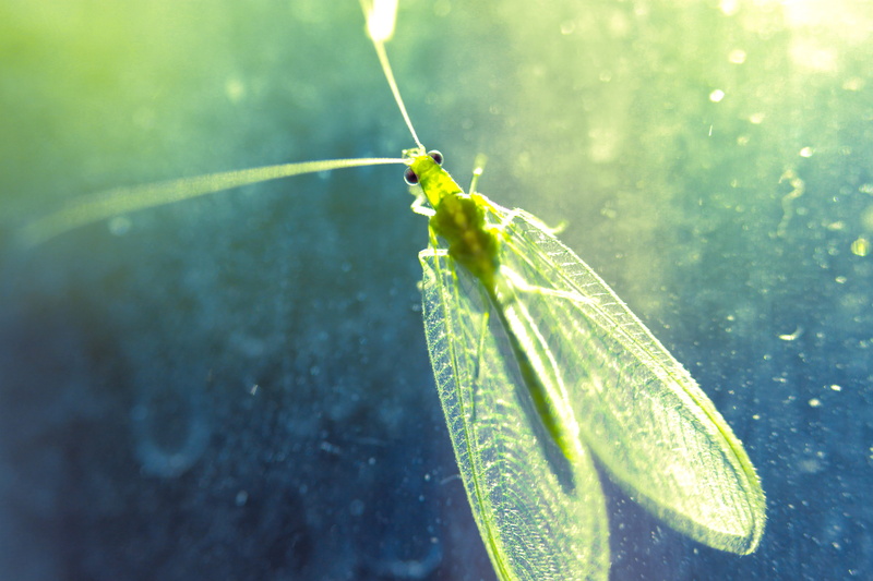 green, close-up, focus on foreground, water, no people, monterrey, animal wildlife, one animal, day, insect, 4K, green color, animal antenna, nature, praying mantis