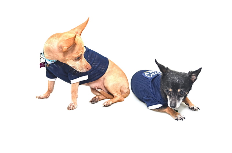 chihuahuas, full length, black, small, no people, puppy, action, happy, tan, chihuahua - dog, domestic cat, lying, dog, chihuahua, pets, friend, breed