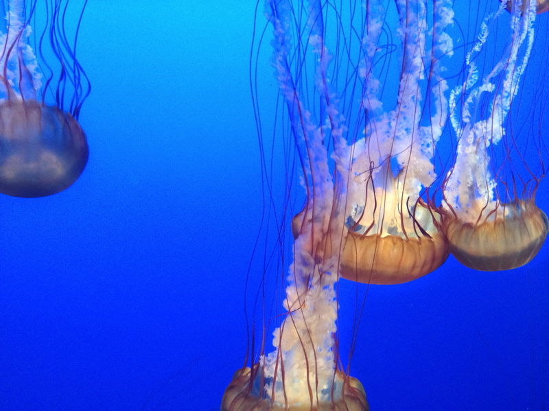 marine, no people, underwater, floating on water, undersea, 2K, outdoors, tank, jellyfish, close-up, water, monterrey, blue background, animal wildlife