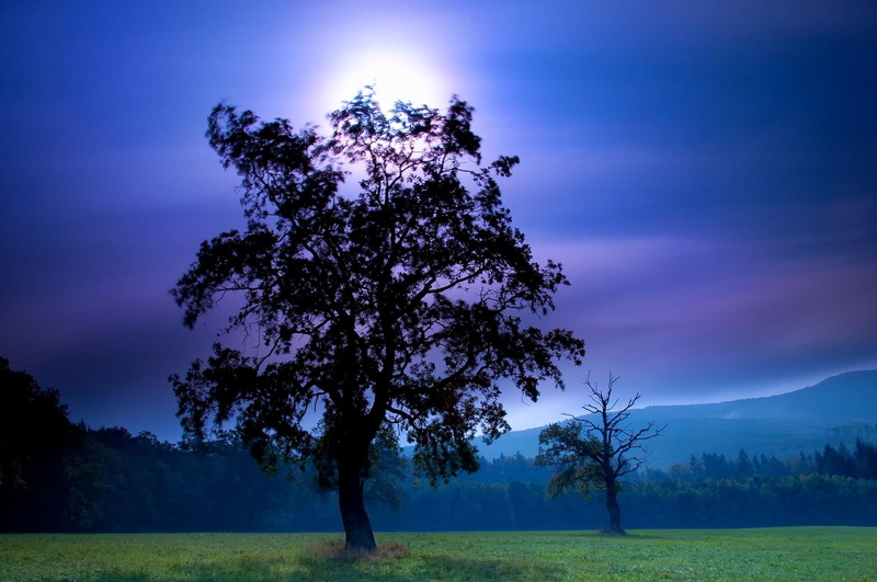 mountains, field, tree, 1080P, sky, night, moon, cool, landscapes