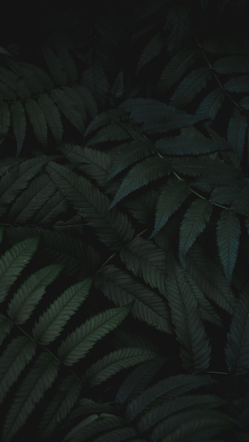 backgrounds, shallow, no People, plants, textured, dark green, dark, pattern, photography, forest, fern, mystery, plant, summer, black Background, abstract