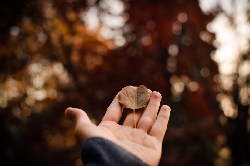 withered, day, tree, outdoors, dried, plant, palm, person, forest, focus on foreground, brown, body part, human limb, nature, focus, autumn, plant part