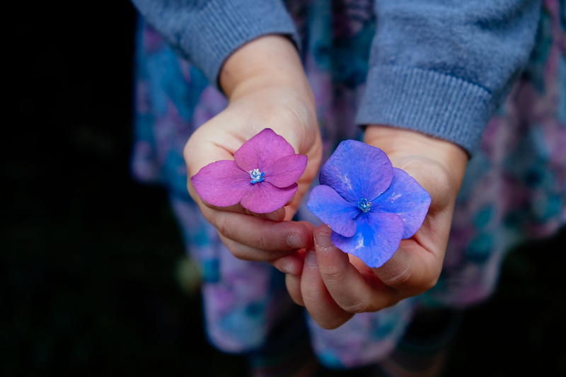 multi colored, people, flower head, petals, midsection, 2K, close-up, freshness, summer, spring, hands cupped, floral, human body part, plant, inflorescence