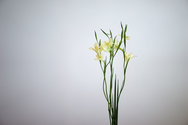 plant stem, plant, growth, white, indoors, flowering plant, no people, green color, 5K, gray, leaf, plant part, fragility, copy space, freshness, minimum