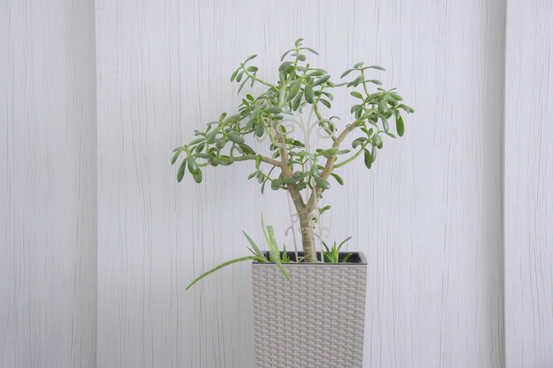 houseplant, wood - material, fragility, plant part, minimum, no people, flower, green color, flower arrangement, beauty in nature, freshness, indoors, plant stem