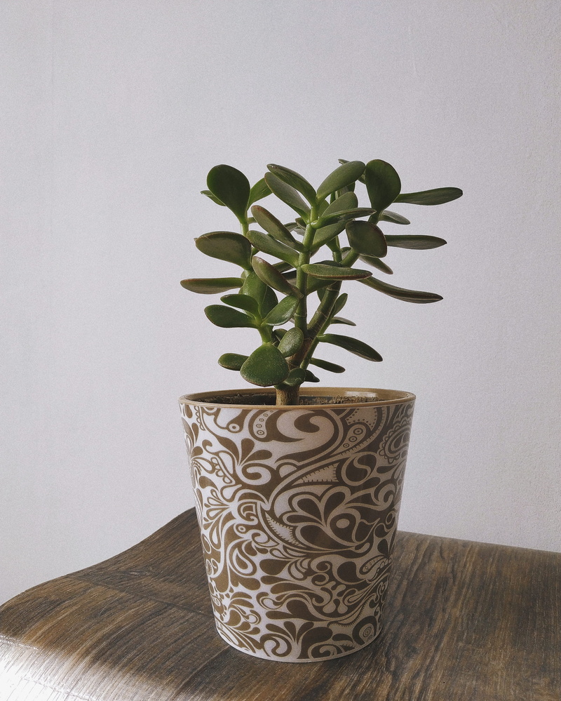 home interior, wall - building feature, minimal, home plans, table, wood, cup, mobile photo, plant, no people, growth, pot, succulent, potted plant, cone