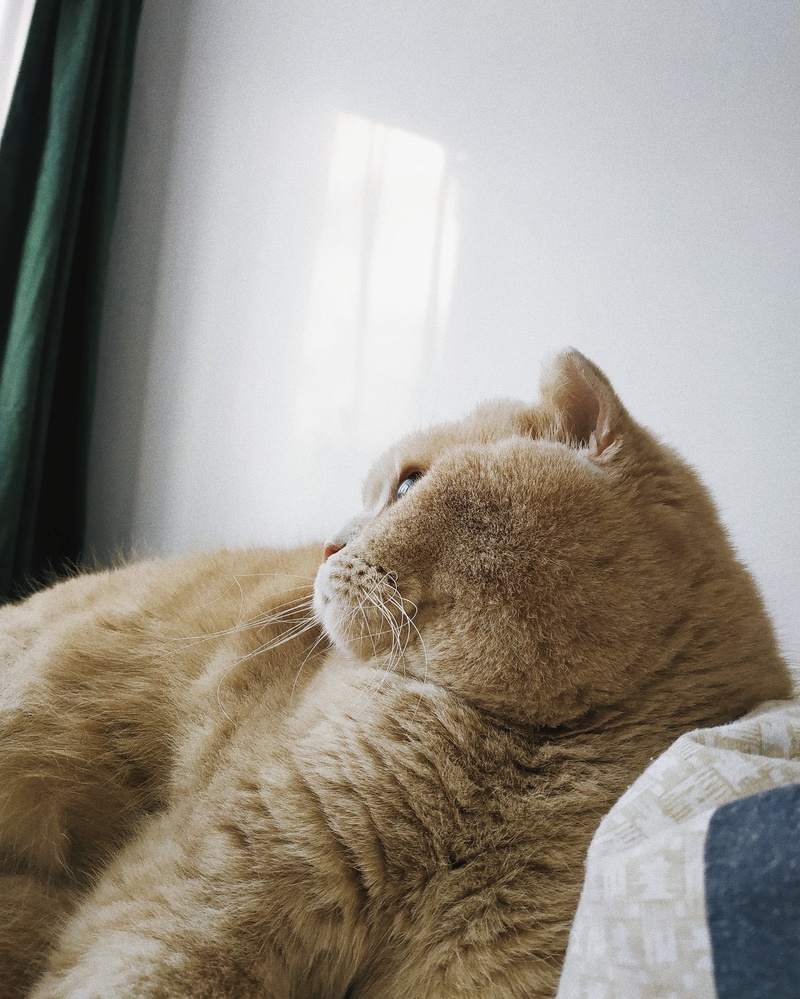 abyssinian, animal, vertebrate, furniture, home interior, sleeping, 2K, whisker, green, manx, close-up, indoors, morning, resting, window, pets, relaxation