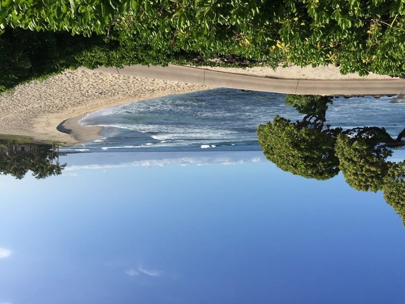 high angle view, animal wildlife, united states, blue, outdoors, tranquil scene, reflection, water, tree, day, growth, tranquility, 2K, nature, hawaii