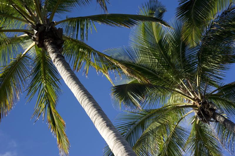 palm trees, plant, no people, nature, kailua kona, usa, outdoors, beauty in nature, tree trunk, vegetation, palm tree, low angle view, coconut palm tree