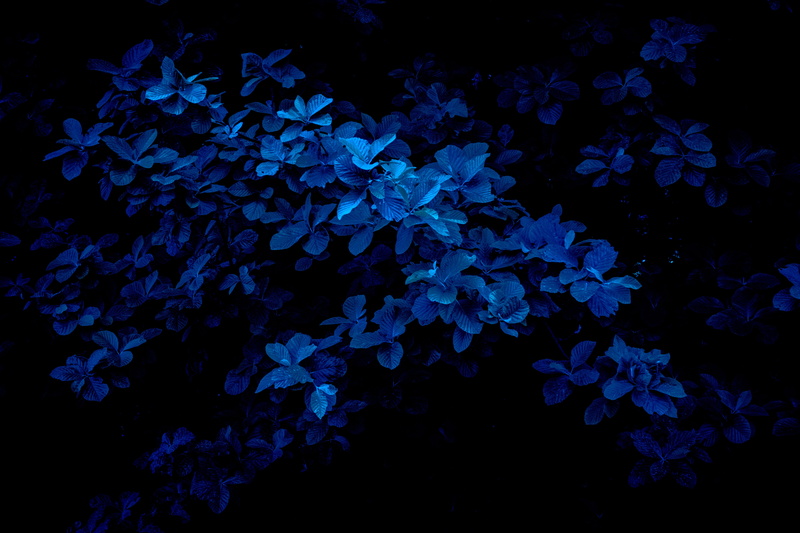vulnerability, acanthaceae, botanical, 5K, photography, dark blue, leafe, plant, freshness, night time, bloom, selective focus, petal, inflorescence, night photography