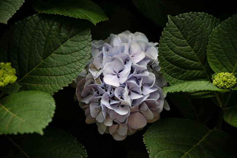 beauty in nature, leaves, rua calhau da areia 9, lagoa, potted plant, blossom, pottery, cluster, fragility, plant, inflorescence, azores, purple, close-up