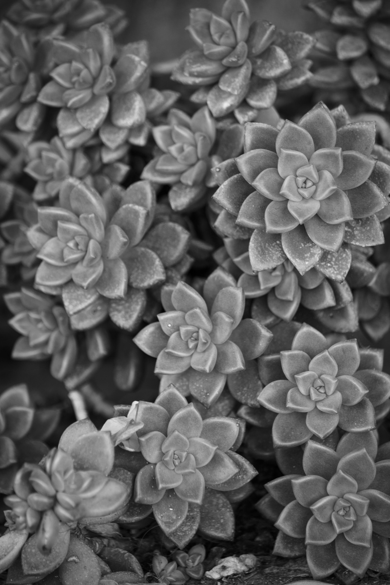 flower, plant, annonaceae, geranium, inflorescence, bush, black and white photography, flower head, grayscale, backgrounds, growth, plants, vulnerability