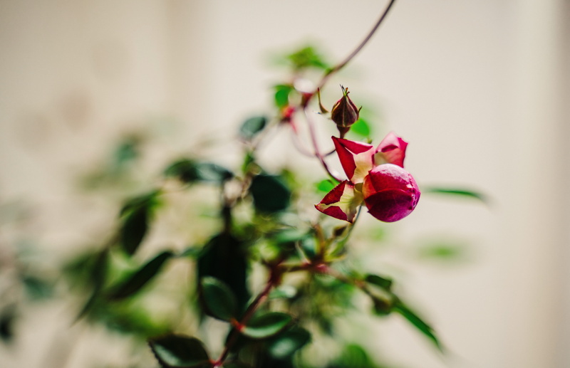 selective focus, no people, focus on foreground, invertebrate, potted plant, beauty in nature, planter, acanthaceae, blossom, day, animal, herbs, freshness