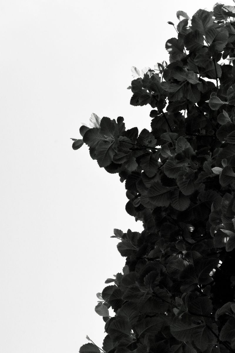 rose, blossom, tree, fragility, freshness, close-up, copy space, bush, growth, veins, plant part, low angle view, leaf, no people, wall, beauty in nature