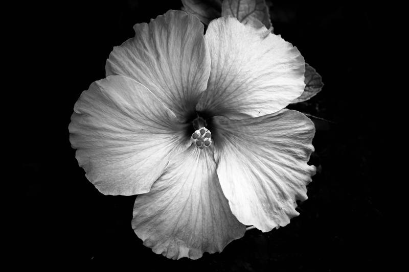 nature, beauty in nature, animal, white color, dark, black background, studio shot, fragility, acanthaceae, hawaii, grayscale, vulnerability, anther, black and white