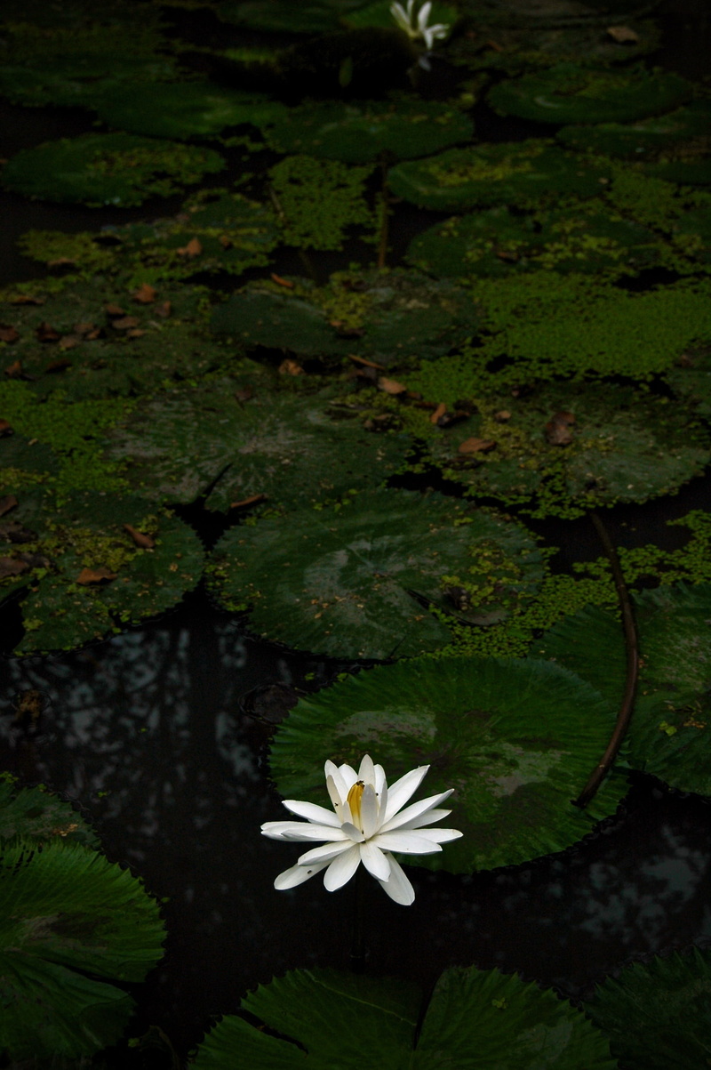 leaf, bog, white color, lupin, lily, 2K, flowering plant, white, freshness, pond, no people, blossom, pollen, fragility, flower head, algae, nature, plant