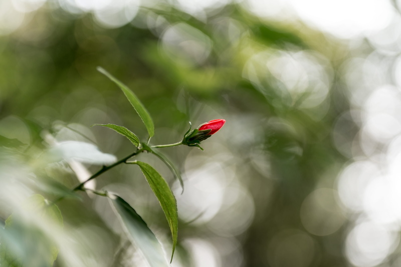rose, garden, growth, daisy, leaf, focus, light, daisies, selective focus, beauty in nature, animals in the wild, red, flower, flora, close-up, invertebrate