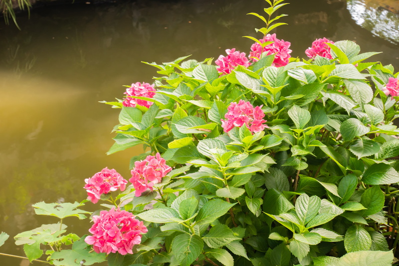 growth, carnation, pink color, fragility, inflorescence, nature, peony, freshness, leaf, 4K, petal, outdoors, flower head, geranium, river, blossom, shanghai