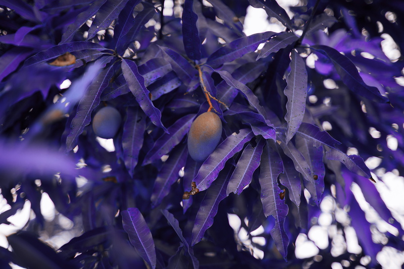 no people, wet, flower head, tree, purple, raindrop, vulnerability, fragility, growth, produce, leaf, iris, full frame, drop, pollen, acanthaceae, nature