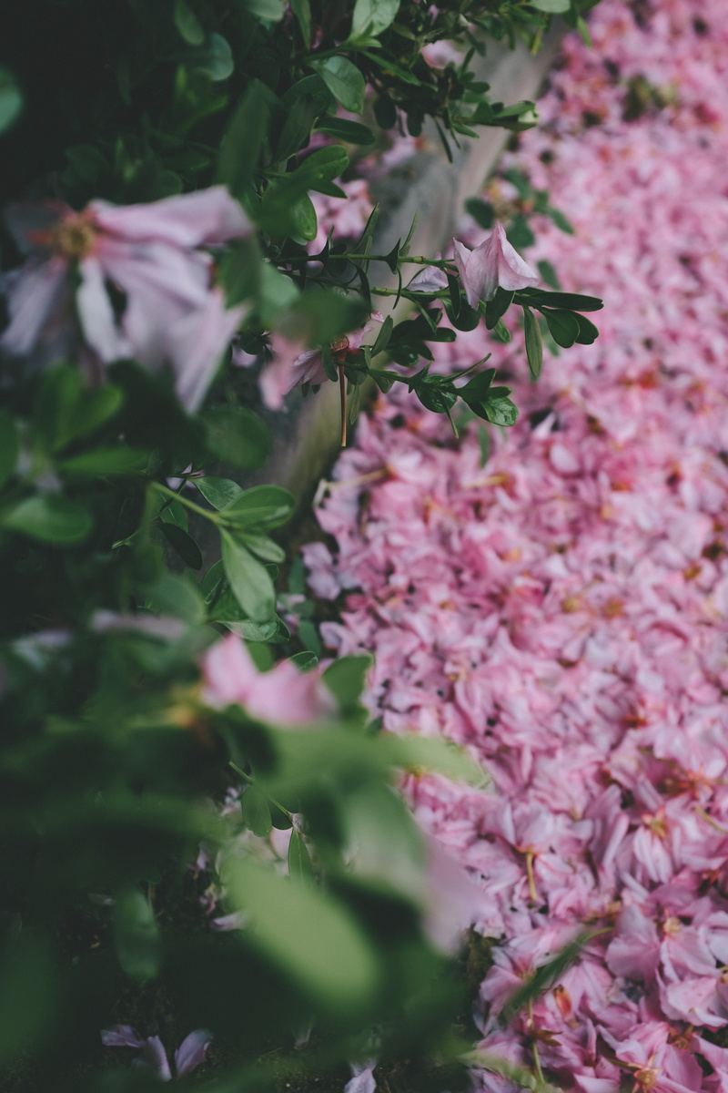 aquilegia, ground, flowering plant, blossom, 5K, garden, plant, pink color, plant part, lilac, brick, art, flowers, leaf, vulnerability, cherry blossom