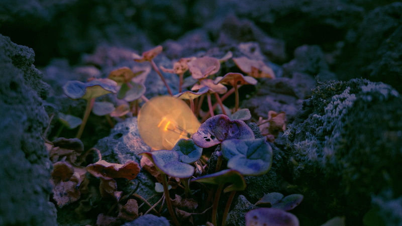 petal, animal, lily, fish, mushroom, growth, lightbulb, blossom, fungus, plants, ground, animal wildlife, geranium, animal themes, dusk, vegetation, pond lily